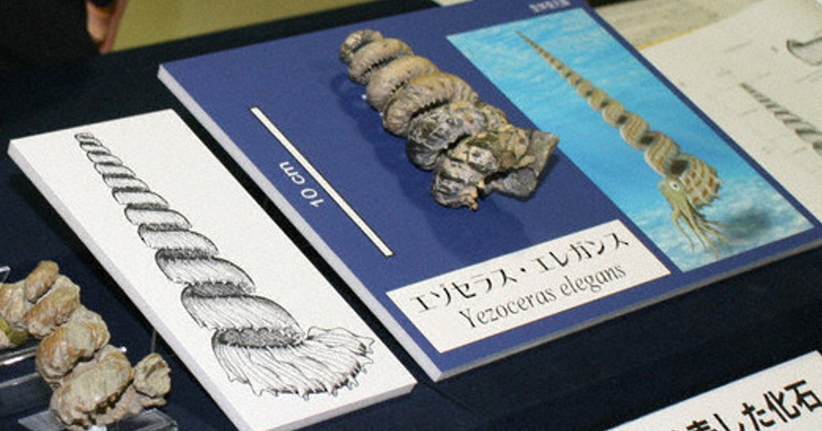 化石魚 フレーム付き 5000万年前(新世代/第三紀•始新世) 科学博物館 土産 化石魚 フレーム付き 5000万年前(新世代/第三紀•始新世) 科学