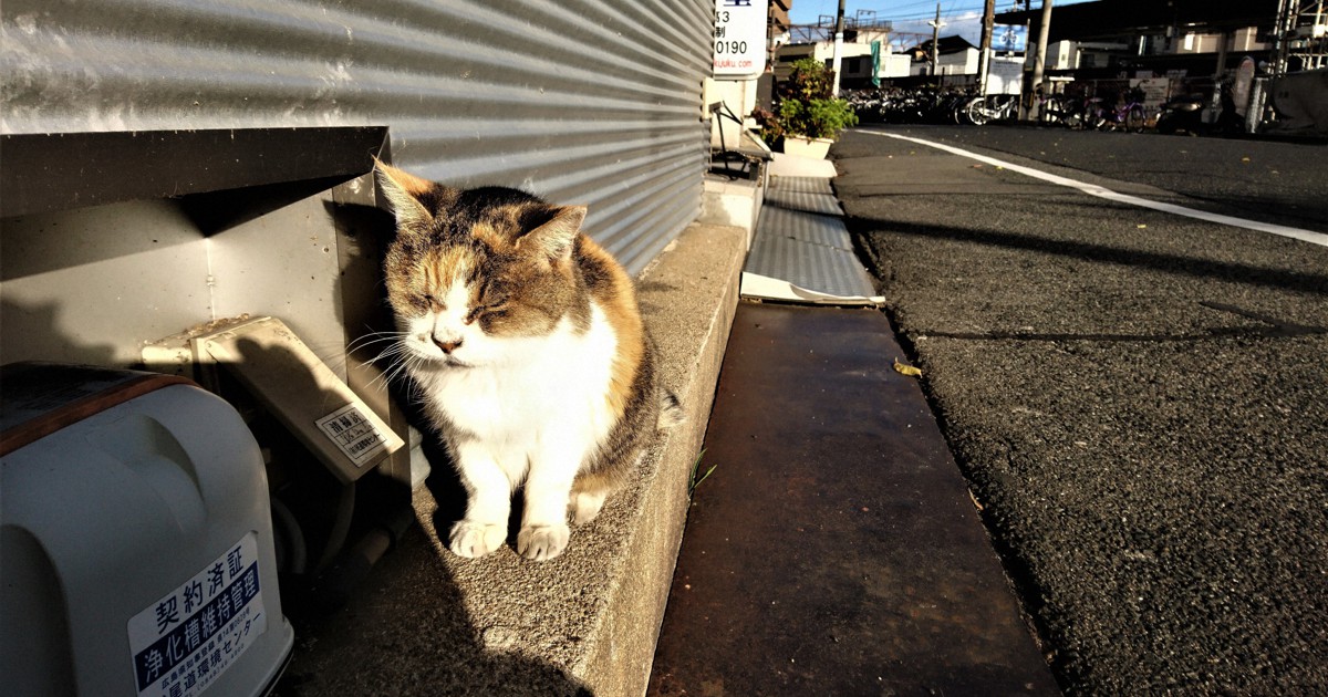 三毛猫 ミイ が絵本に 18年に死んだ尾道駅の人気者 ファンの女性ら制作中 毎日新聞