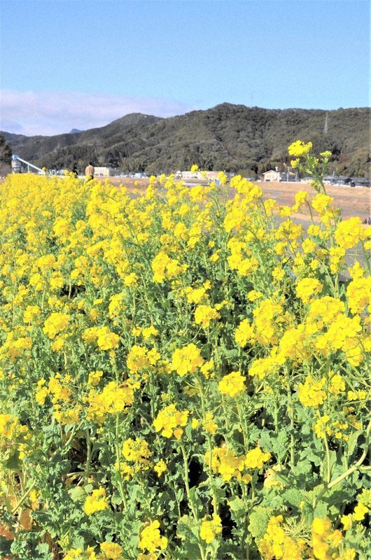 五ケ瀬川沿いを彩る鮮やかな菜の花=宮崎県延岡市の五ケ瀬川沿い「このはなロード」で2021年1月24日午後1時31分、重春次男撮影
