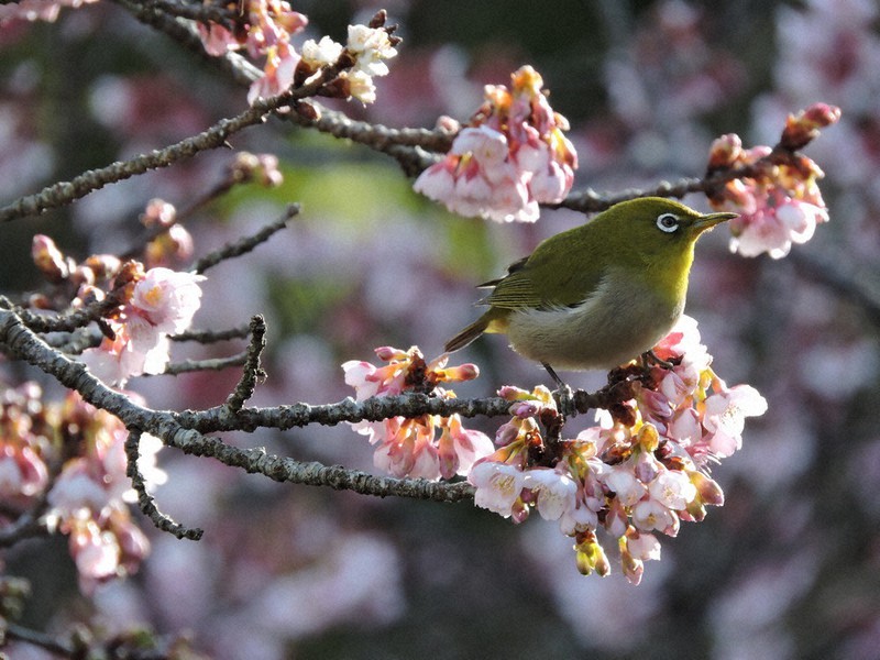 蜜求め枝から枝へメジロ飛ぶ 梅や早咲きの桜見ごろ 宗像 鎮国寺 福岡 毎日新聞