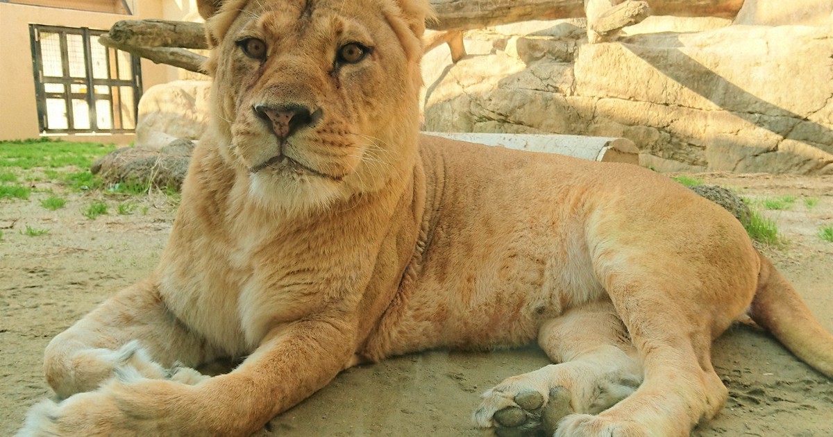 静岡 日本平動物園で飼育のライオンのマッチ死ぬ ペア展示目指し来園の雄にかまれ 毎日新聞