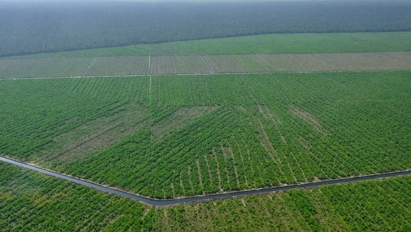 インドネシア・スマトラ島の製紙用植林地=WWF提供