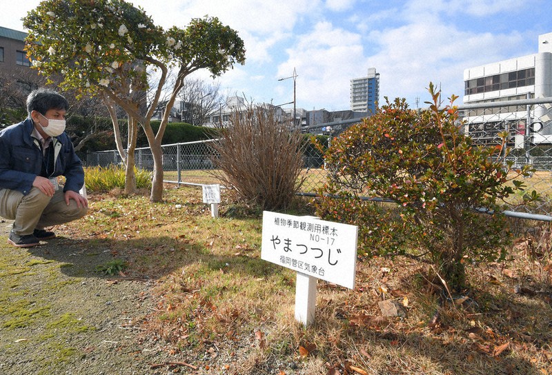 質問なるほドリ 開花の観測 廃止したの 環境の変化で困難に 桜など６種目は継続 回答 山崎あずさ 毎日新聞