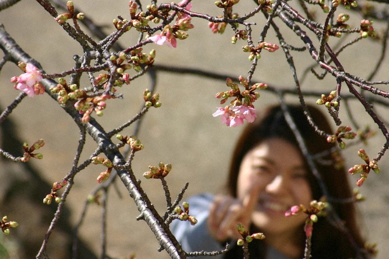 開花が宣言された鋸南町役場の頼朝桜=千葉県鋸南町下佐久間で2021年2月3日午前11時9分、平井桂月撮影