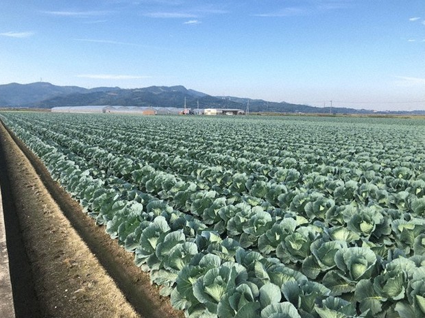 熱々コラボでコロナに勝つ 広島のお好み焼きと熊本のキャベツ 巣ごもり需要喚起へ 毎日新聞