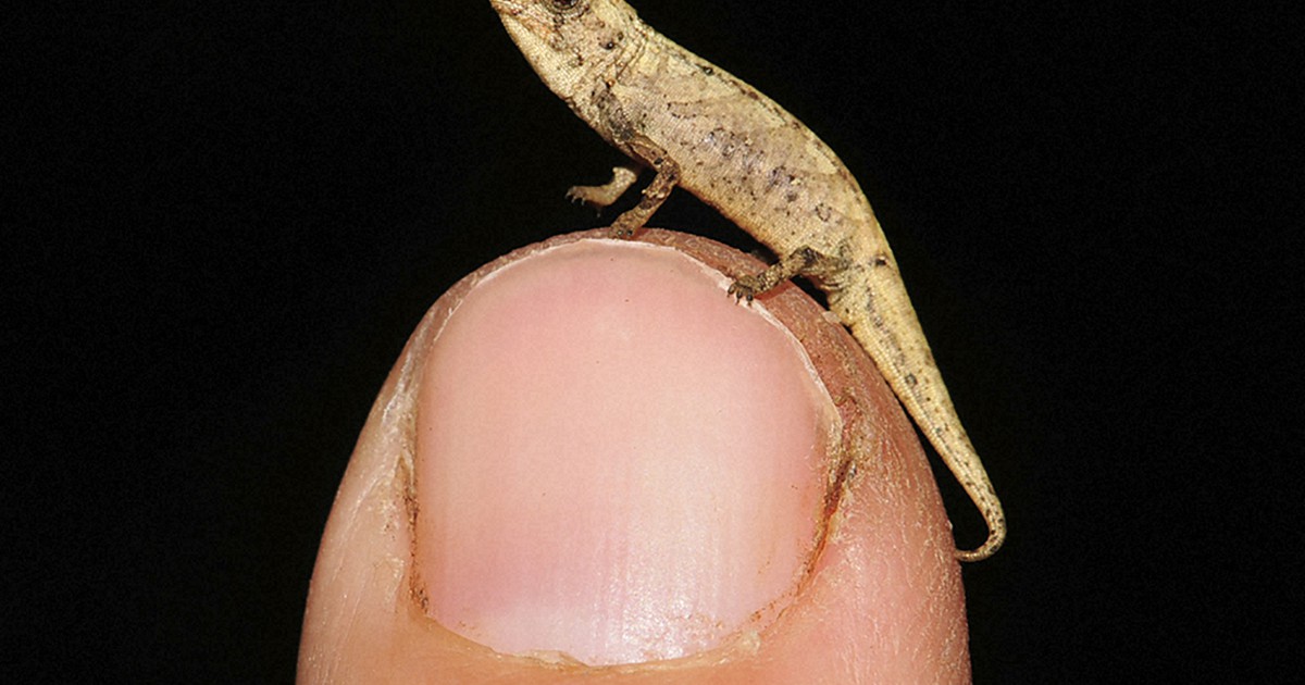 その他 Swedish Chameleon SC3 Tiny Tiny chameleon a contender for title of smallest reptile - The