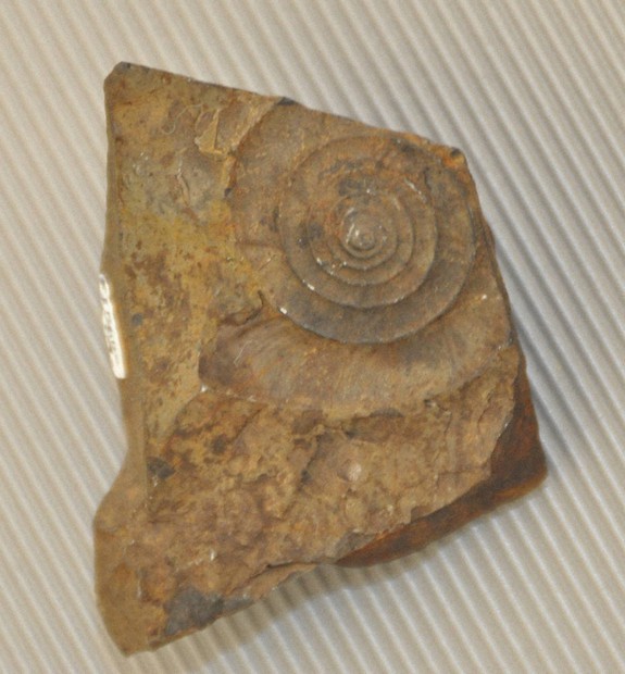 15歳のニュース：的川博士の銀河教室 633 新種アンモナイト