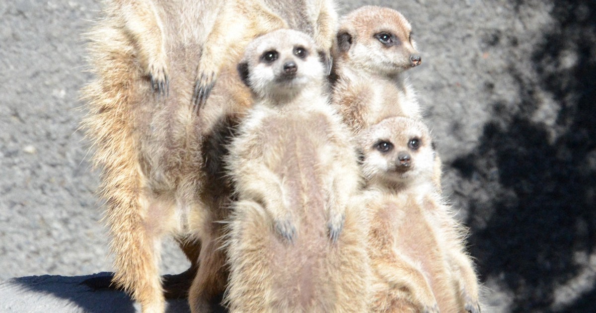 ミーアキャット ミーアキャット 01S / 01C – JEKCA-SHOP