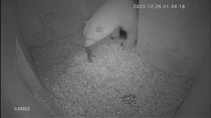 ホッキョクグマの赤ちゃんスクスク 動画でも人気 秋田 男鹿水族館gao 写真特集1 3 毎日新聞