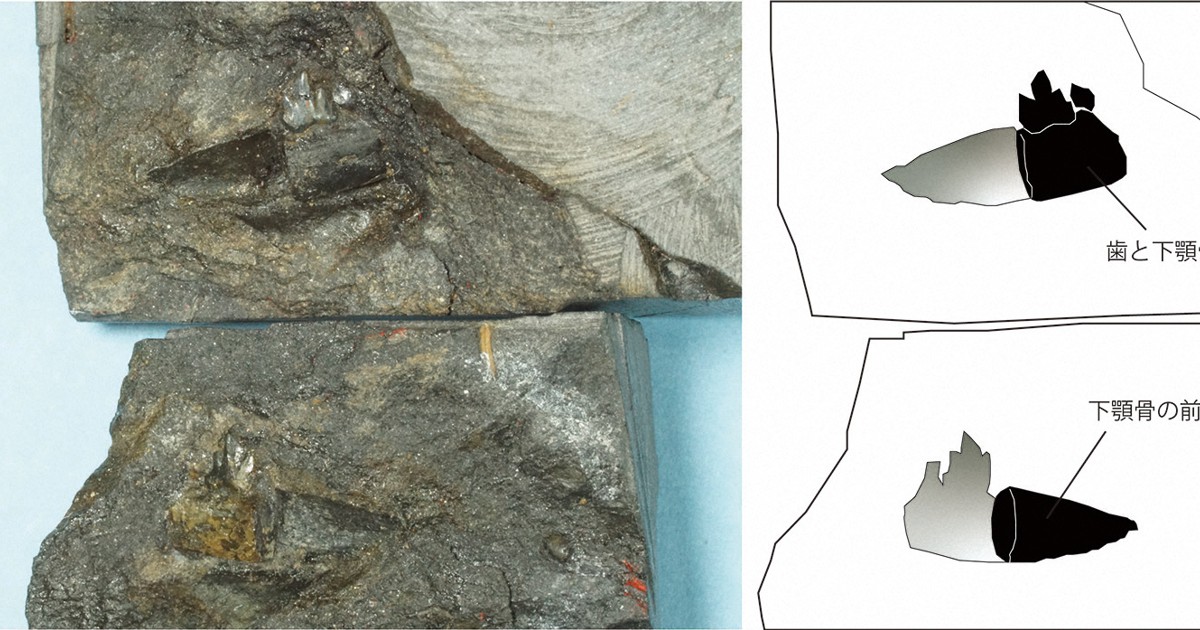 Ancient jaw fossil unearthed in Japan could be from new species The