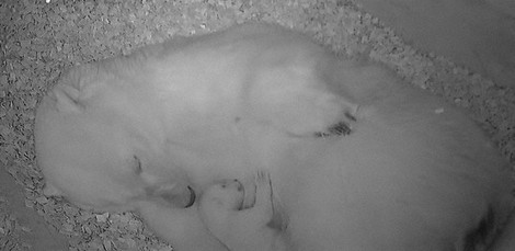 母のユキと赤ちゃん=秋田県の男鹿水族館GAO提供