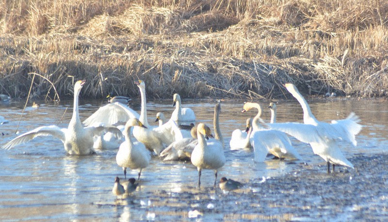 羽を広げて鳴き交わすコハクチョウの群れ=茨城県常総市菅生町で2021年2月6日午前7時57分、安味伸一撮影
