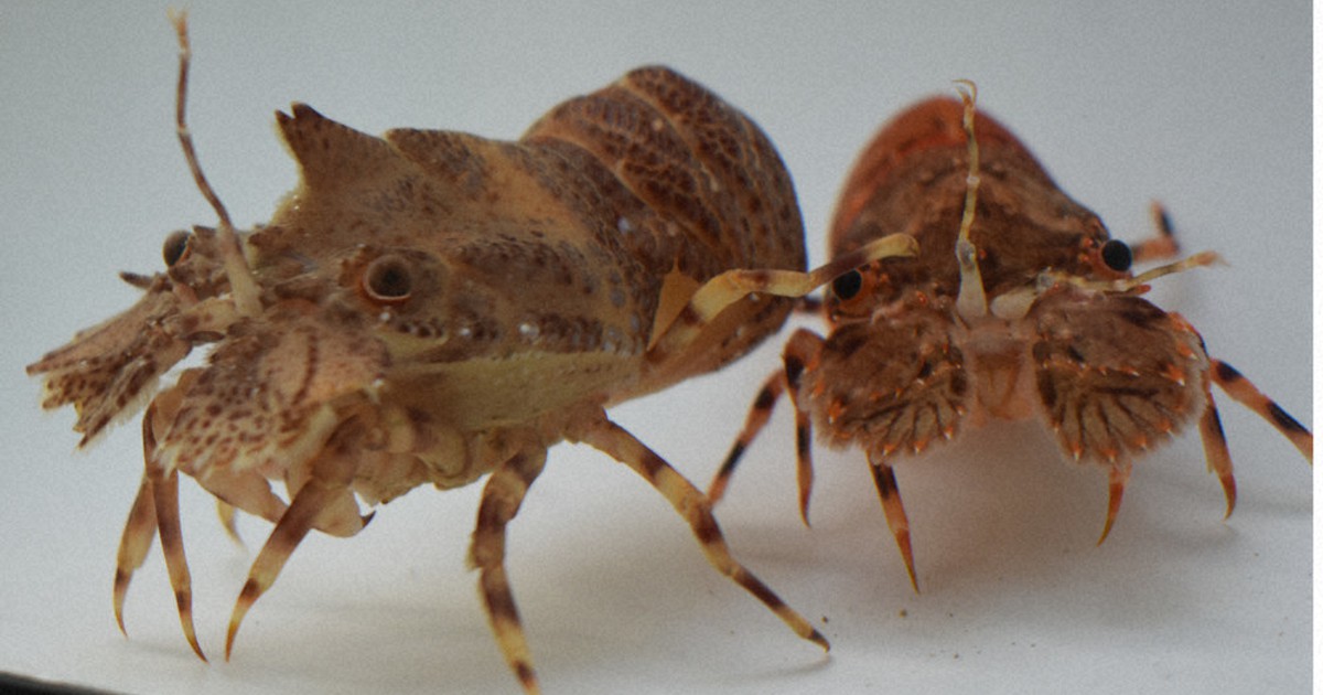 珍種「イッカクヒメセミエビ」が仲間入り 背中に立派な角 白浜水族館