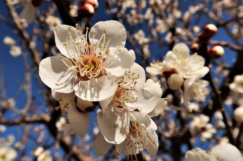 秋間梅林 ２０日開園 開花順調 イベントは縮小 安中 群馬 毎日新聞
