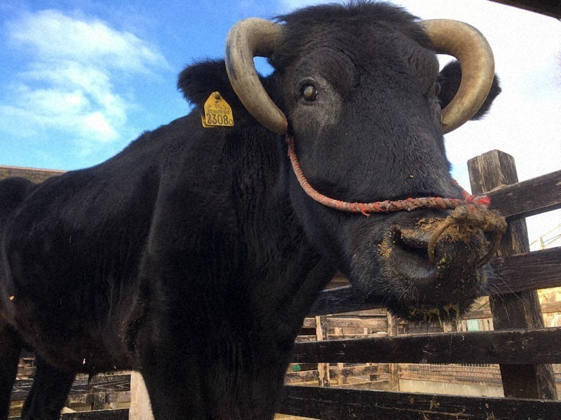 Japanese 'miracle cow' who lived 2 decades after being swept out to sea