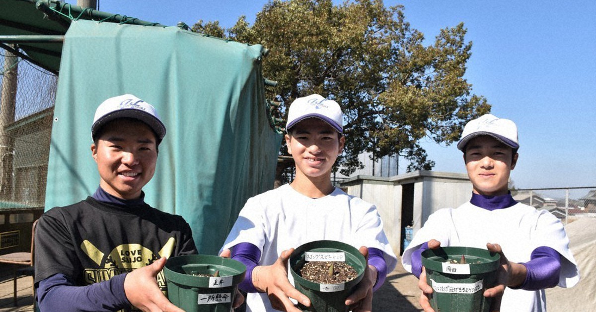第93回選抜高校野球 東播磨 責任感養うチューリップ 一人一鉢