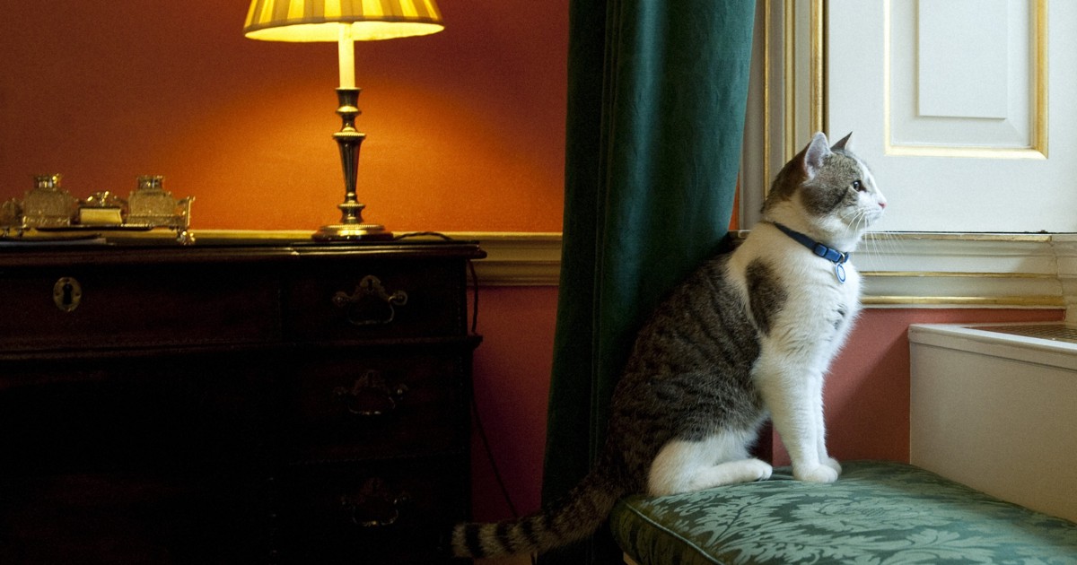 英首相官邸の ネズミ捕獲長 猫のラリー 就任10年 写真特集1 7 毎日新聞