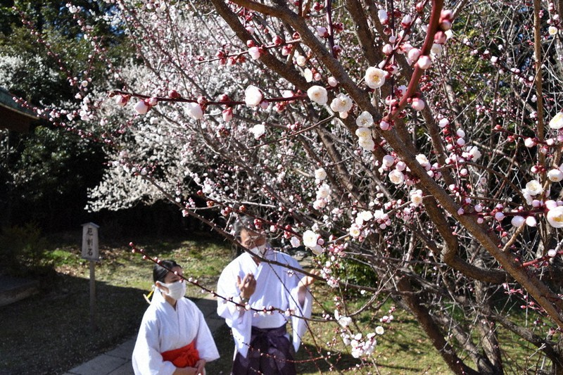 県護国神社で花を咲かせる豊後梅