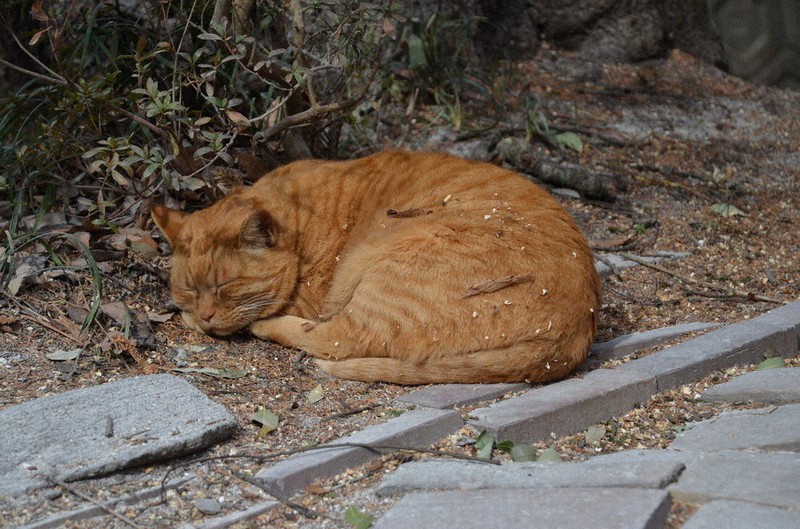 園の入り口付近で眠るネコ園長のさんた=宇都宮市上金井町の宇都宮動物園で2021年2月12日、渡辺佳奈子撮影