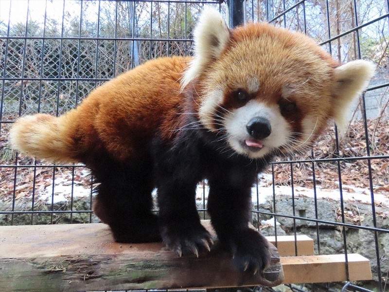 多くの市民に愛されたレッサーパンダのロン=長野市の茶臼山動物園提供
