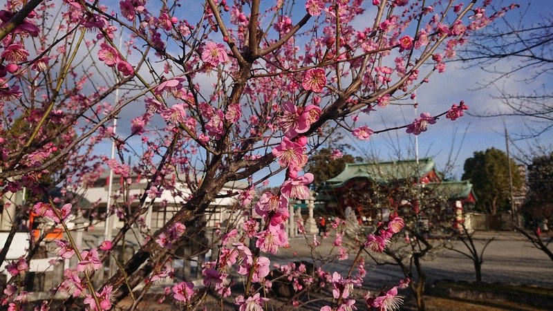梅が咲き始めた上野天満宮=名古屋市千種区で2021年2月17日、山田泰生撮影