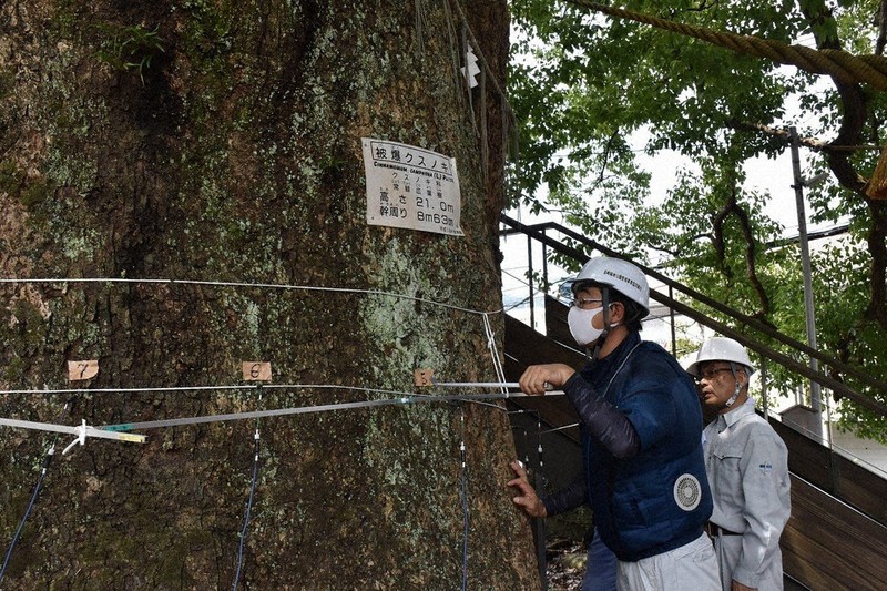 データではっけん 九州 山口８県のすがた 九州 山口 ２７３人が活躍 木のお医者さん 樹木医 毎日新聞