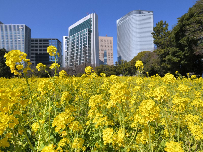 浜離宮恩賜庭園で菜の花見ごろ 休園中 ツイッターなどで発信 毎日新聞