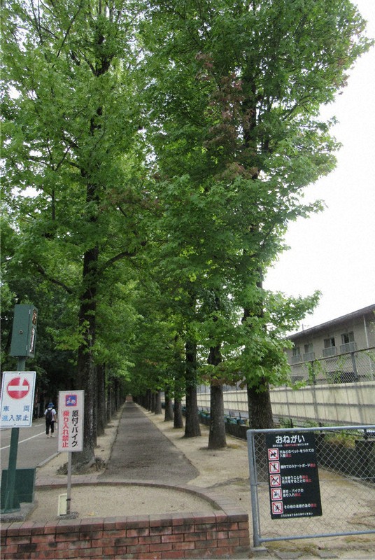 寂しいな この並木 環境整備の剪定で一変 岡山 県総合グラウンド 岡山 毎日新聞