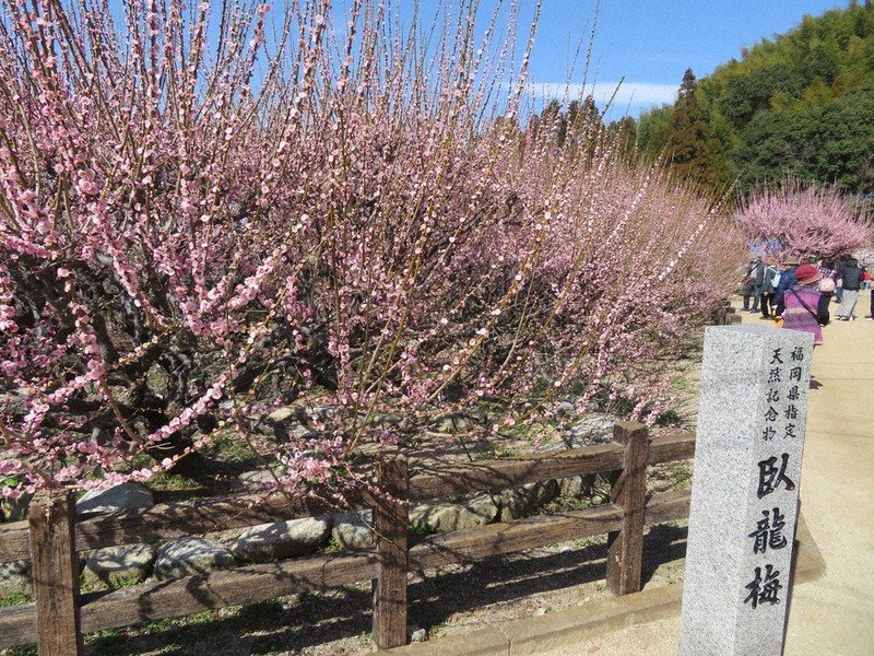 見ごろを迎えた臥龍梅