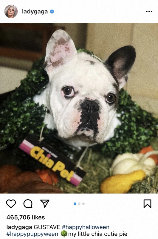 レディー ガガの愛犬2匹 連れ去られる 懸賞金50万ドル 写真特集1 3 毎日新聞