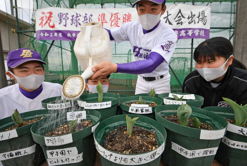 鉢に目標を記したチューリップに水を与える東播磨の選手たち。ともに花咲く日を待ちわびている=兵庫県稲美町で、山田尚弘撮影