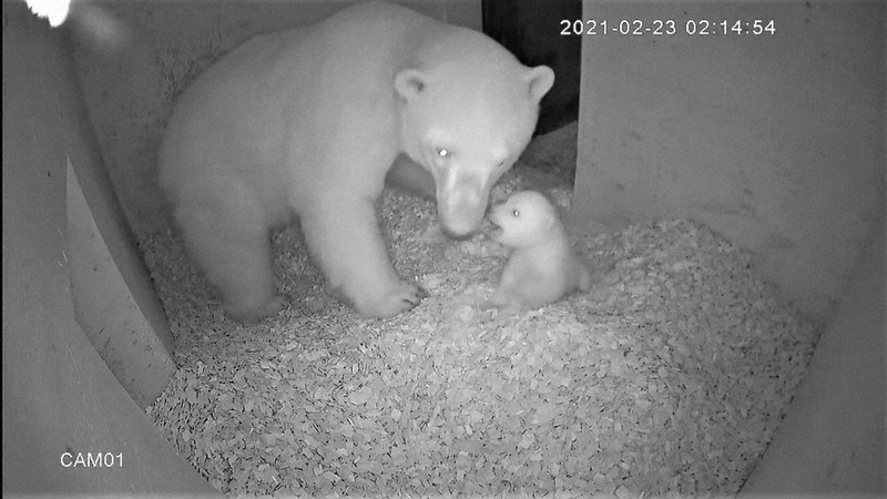 産室内のユキ(左)と赤ちゃん(男鹿水族館GAO提供)