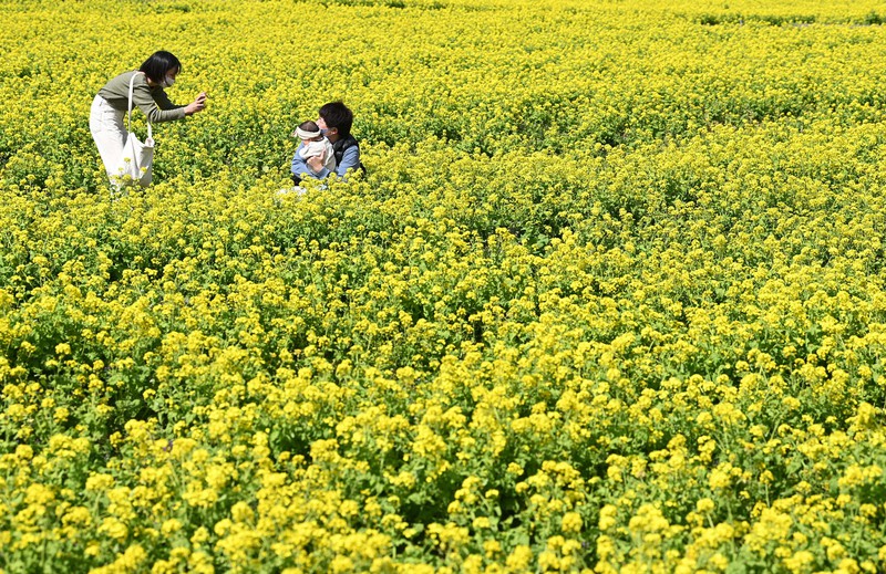 春のじゅうたんは甘い香り 菜の花60万本見ごろ 福岡 朝倉 毎日新聞