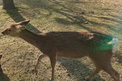 国の天然記念物「奈良のシカ」＝奈良市の奈良公園で2021年2月21日午後3時35分、太田裕之撮影
