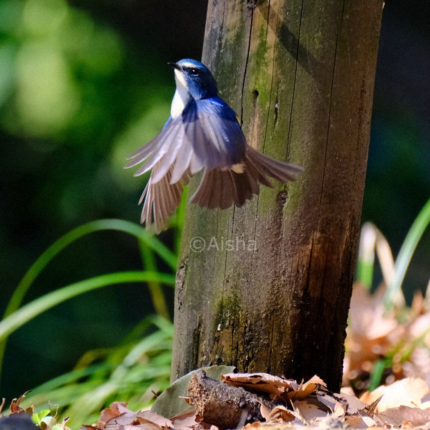 カメラ少女・藍沙のいきもの大好き：幸せの青い鳥 ルリビタキ | 毎日新聞