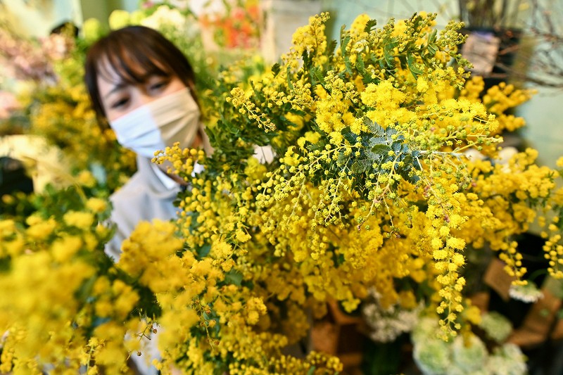 国際女性デーにミモザの花を 贈る習慣 国内でもじわり 写真特集1 5 毎日新聞