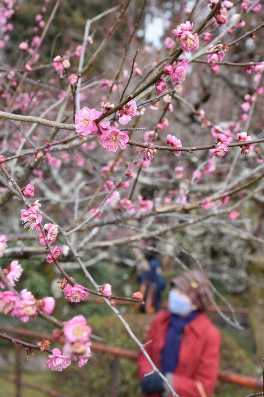 梅が見ごろを迎えている石山寺=大津市石山寺1で2021年2月23日午後1時58分、小西雄介撮影