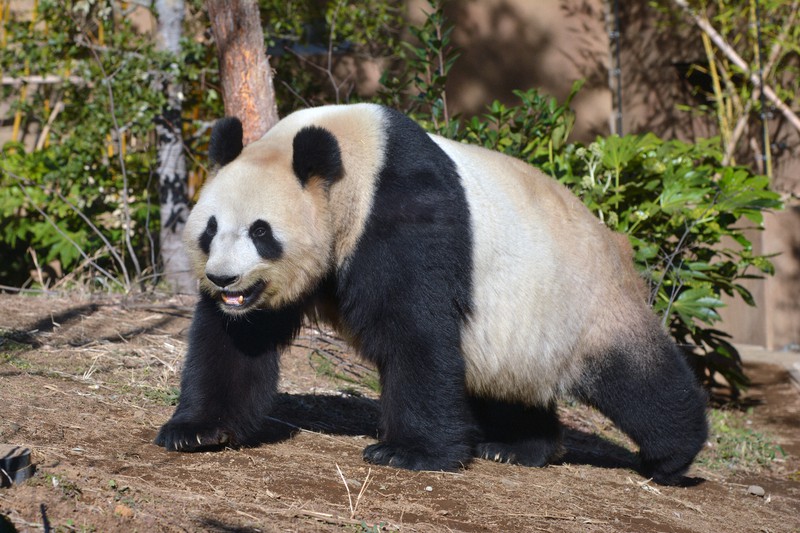 発情期の兆候が見られるシンシン=2021年2月20日撮影、東京動物園協会提供