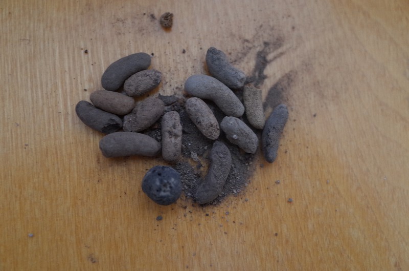 カフィル・カラ城の食糧庫跡から発見された豆の炭化物=帝塚山大提供