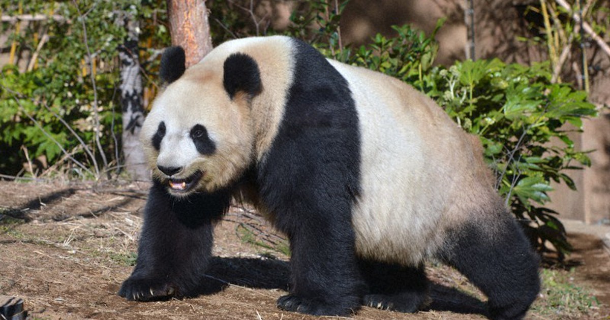 Panda☆ PANDIESTA（パンディエスタ） ジャパン 595503 CR-X メカニック