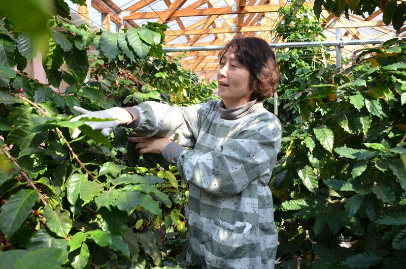 ハウスでコーヒーを育てる鈴木栄子さん=栃木県那珂川町で2021年2月27日、渡辺佳奈子撮影