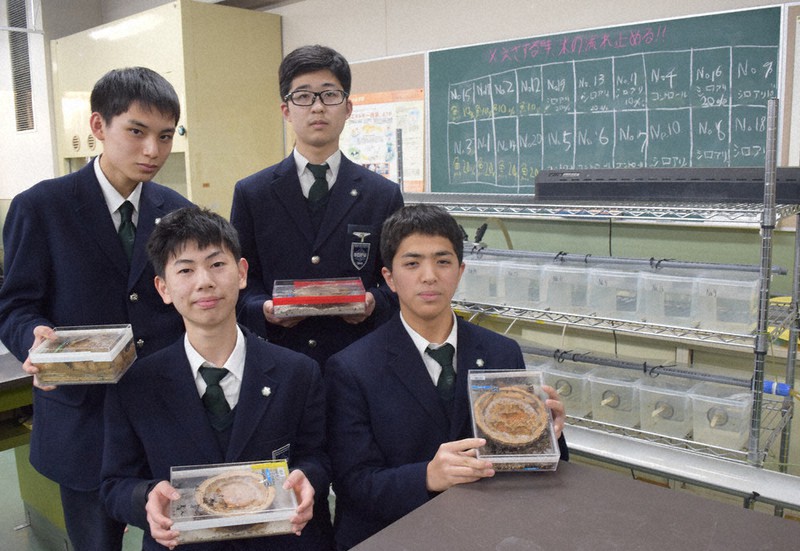 シロアリを用いて社会課題の解決に取り組む清風高生物部の生徒=大阪市天王寺区石ケ辻町の清風高校で、谷田朋美撮影