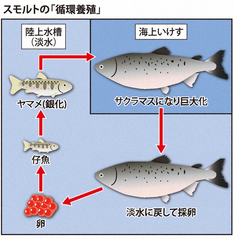 ふ化から採卵まで一手に 宮崎大院生がサクラマス 循環養殖 事業化 毎日新聞