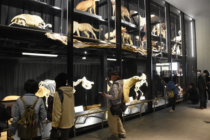 骨格標本や剥製で子どもに学びを 天王寺動物園が新施設 大阪 毎日新聞