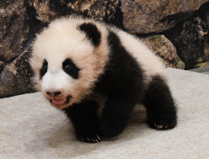 パンダの赤ちゃん よちよち歩き 12日から一般公開 和歌山 毎日新聞