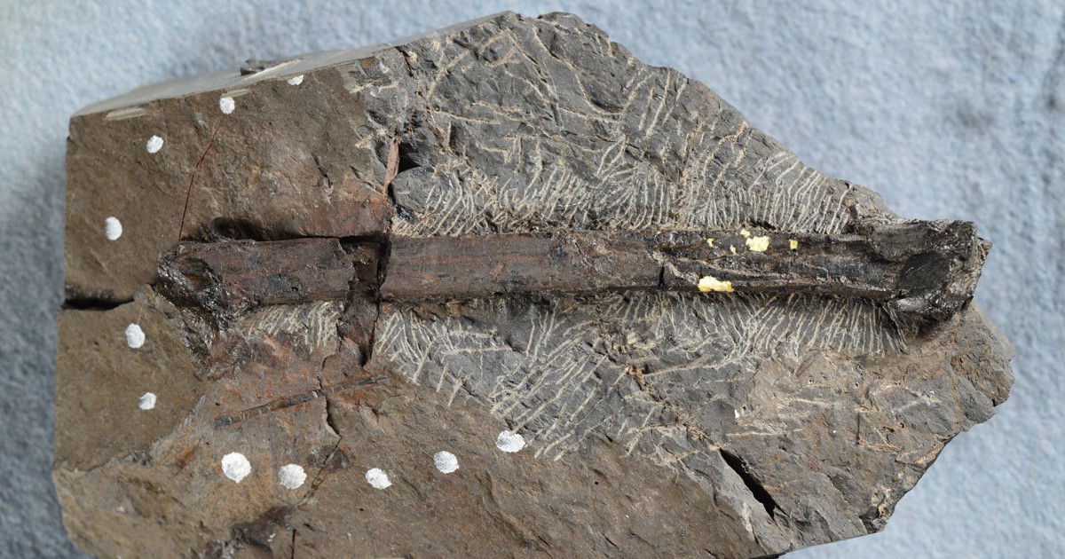 徳島・勝浦でまた恐竜の化石発見 白亜紀前期の地層から2点 | 毎日新聞