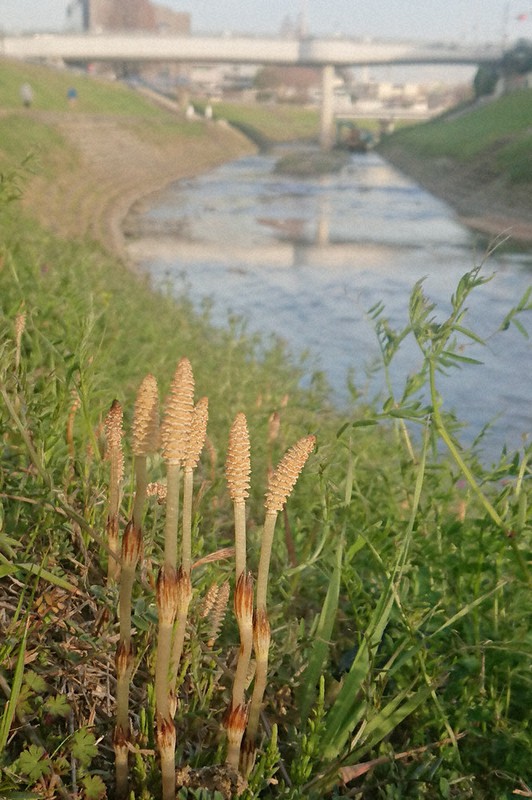頭もたげて春 葛下川のツクシ 王寺 奈良 毎日新聞