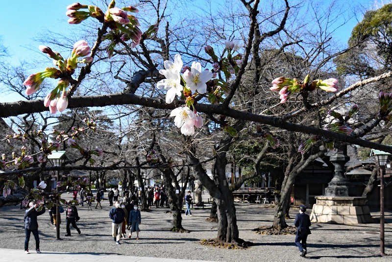 東京都心で桜が開花 昨年と並び最速 満開は23日ごろ 写真特集1 10 毎日新聞 東京都心で桜が開花 昨年と並び最速 満開は23日ごろ 写真特集1 10 毎日新聞