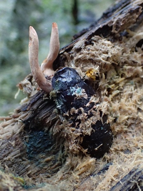 ゴキブリに寄生する冬虫夏草の新種確認 世界で3種目 | 毎日新聞