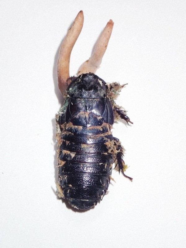ゴキブリに寄生する冬虫夏草の新種確認 世界で3種目 [写真特集2/2